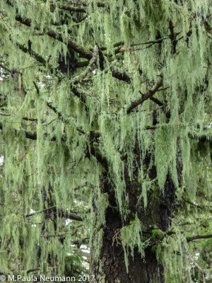 moss
