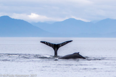 humpback whale