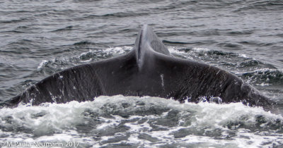 humpback whale