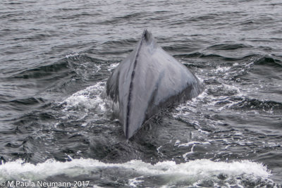 humpback whale