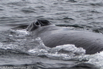 blow hole, humpback whale