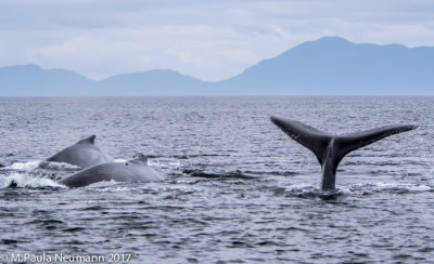 humpback whales