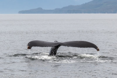 whale tail