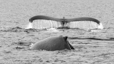 humpback whales