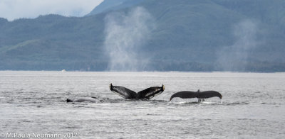 whale tails