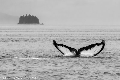 whale tail