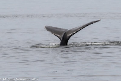 humpback whale tail
