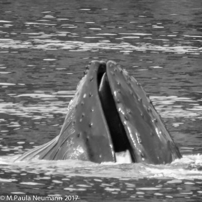 Bubble feeding humpback whale