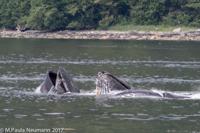 Bubble feeding humpback whales
