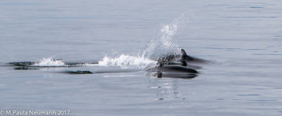 porpoises