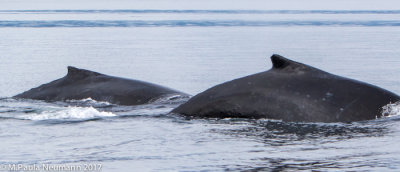 humpback whales