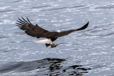 eagle going for the catch