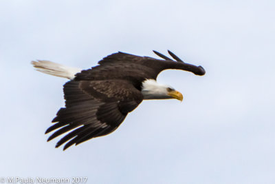soaring eagle
