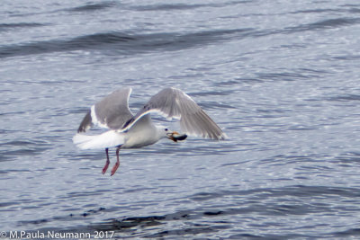sea gull with catch