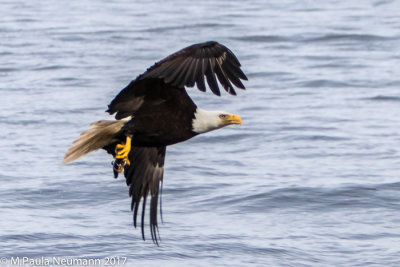 eagle with catch