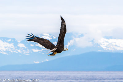 eagle with catch