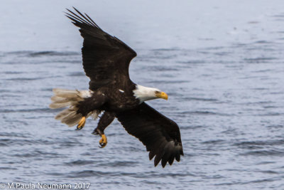 eagle going in for the catch