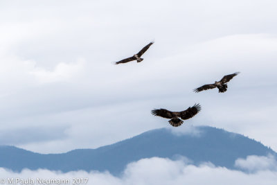 soaring eagles