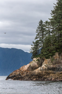 sea lions on shore rocks