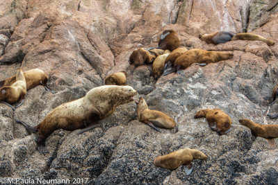 sea lions