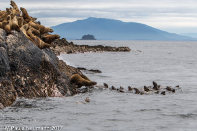 sea lions