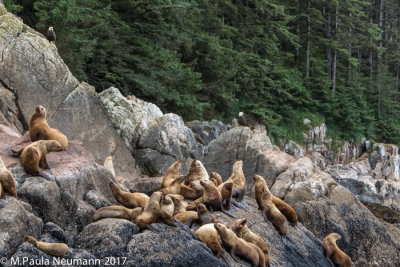 sea lions and eagle