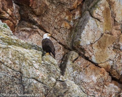 eagle