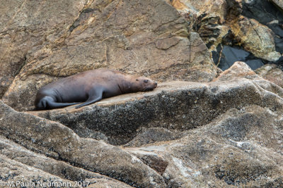 sea lion