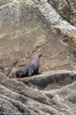 sea lion