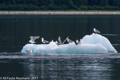 sea gulls on glacial ice
