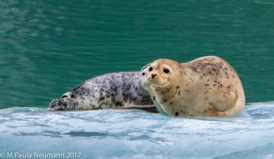 harbor seals