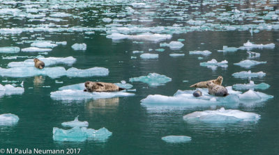 harbor seals resting on glacier ice