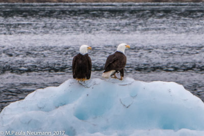 eagles on glacial iceberg