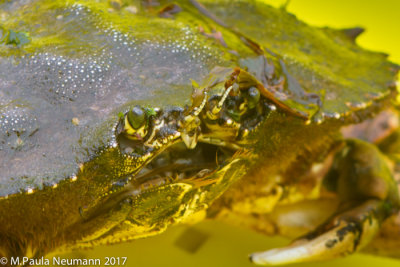crab