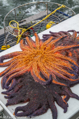 sunflower sea stars