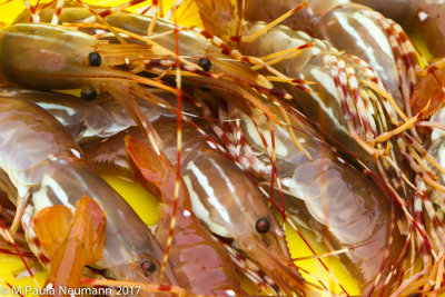 shrimp