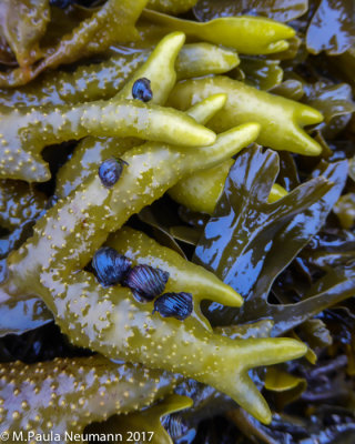 snails and algae
