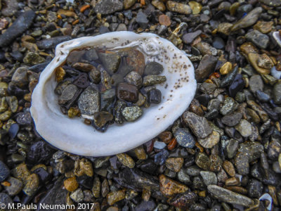 shoreline still life