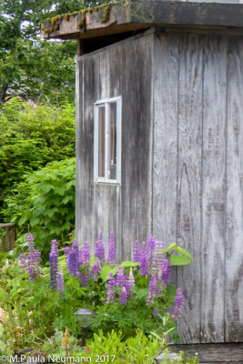 Old wood and Lupine flowers