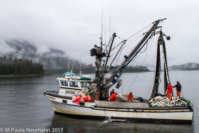 Salmon fishing