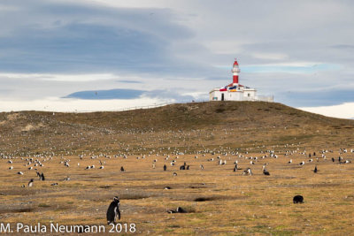 Lighthouse and penguins on Magdalena Island