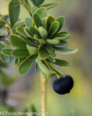 Calafate berry