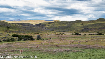 Chilean landspace southern Patagonia