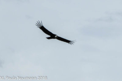 Condor