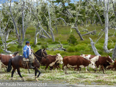 Gaucho herding cattle