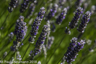 Lavendar