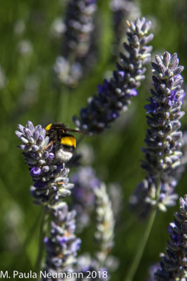 Lavendar with bee