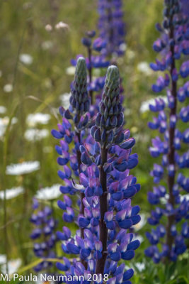 Lupine