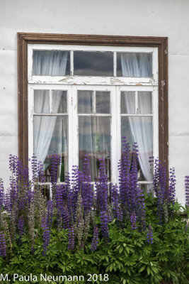 Lupine