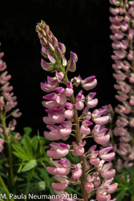 Lupine